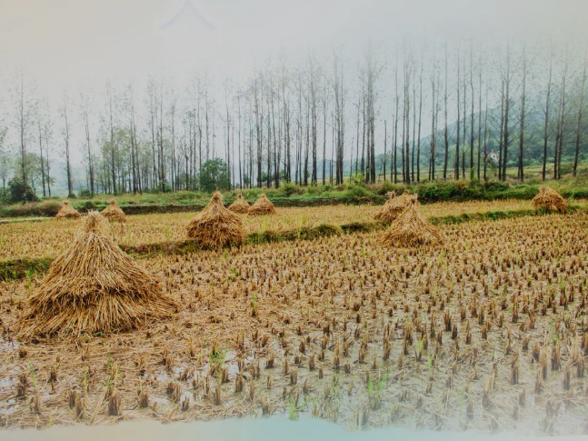 肥土不废，，，，，，沃土“搬家”
