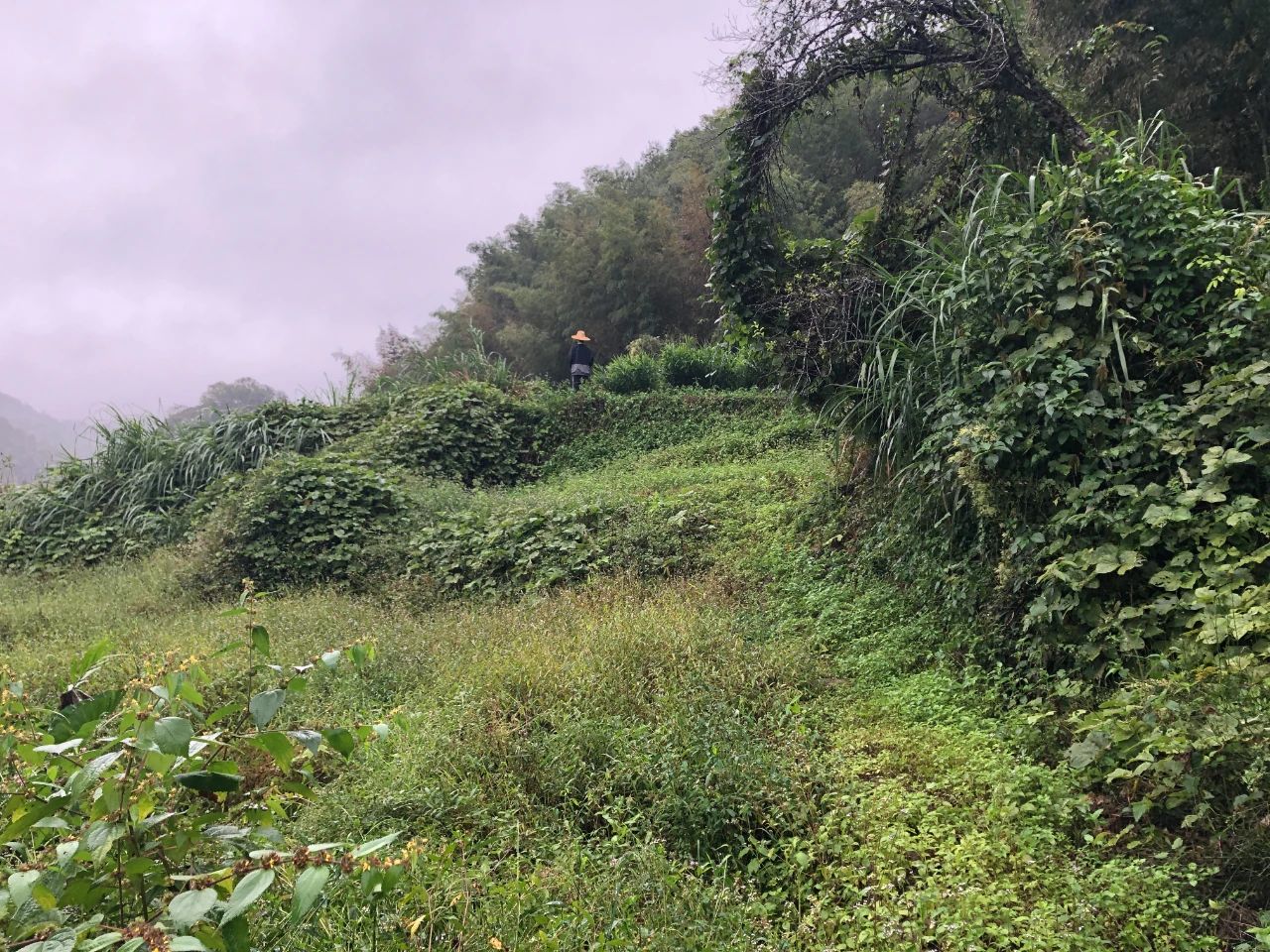 尊龙凯时规划 | 我司土地整治项目二次荣登央视，，，，，荒地变良田，，，，，智绘好丰景